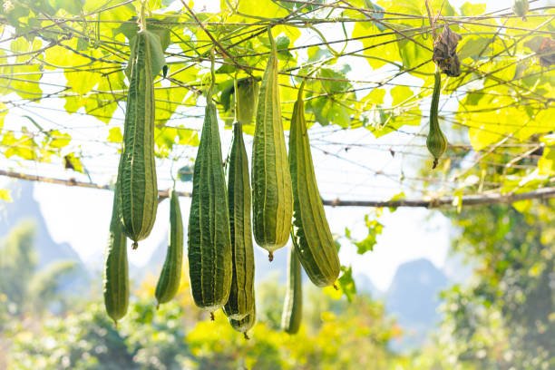 A fresh, green ridge gourd sliced open to reveal its white, watery interior with ridged skin.