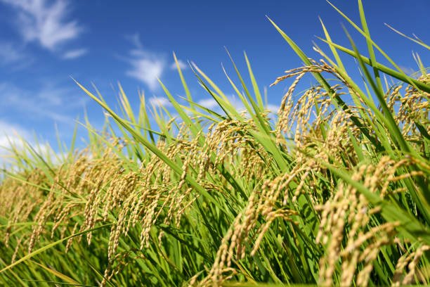 A vast rice field under a clear blue sky, with golden rice stalks swaying in the breeze.