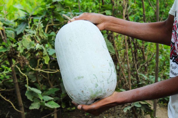 A large, sliced winter melon showing its pale green rind and translucent flesh inside.