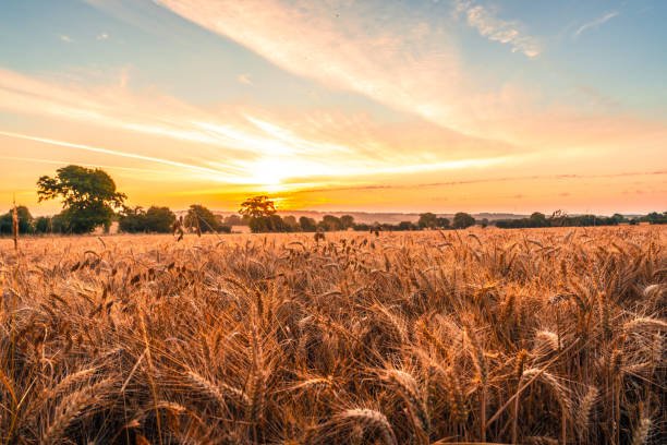 A close-up of golden wheat stalks swaying in a field under a clear blue sky.