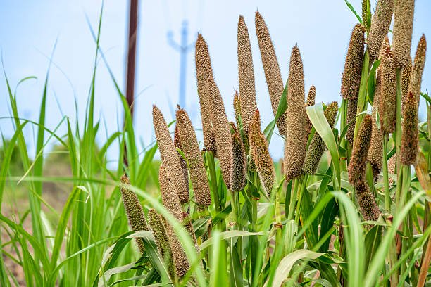 A close-up of golden millet grains in a traditional basket, highlighting their small size and textured surface.