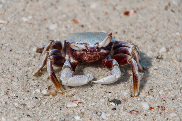 Freshly cooked crab with bright red shell and tender white meat displayed on a serving plate, ready to eat.