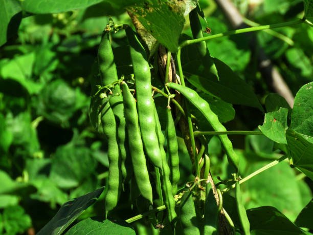 Fresh green beans with slender, elongated shape and vibrant color.