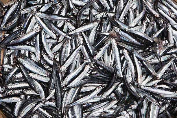 Fresh anchovy fish with shiny, silvery skin displayed on ice, showcasing its quality.