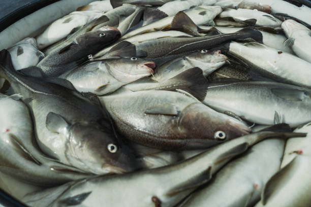 Fresh Gadus morhua (cod fish) with white, flaky flesh displayed on ice.
