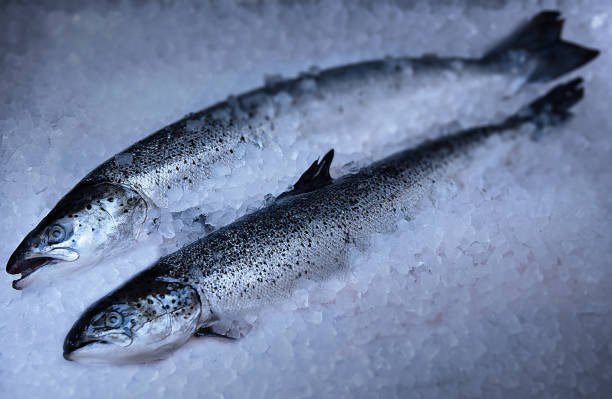 Fresh, pink salmon fish displayed on ice with vibrant color and shiny scales.
