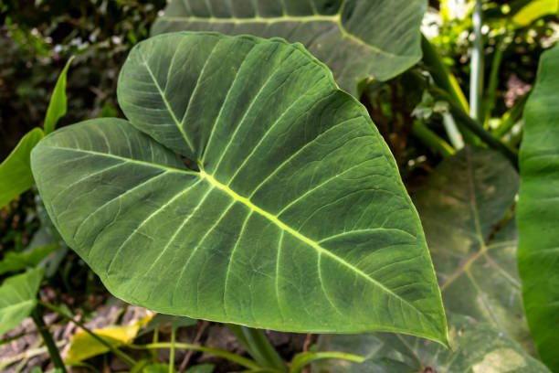 Fresh green taro stalks with leafy tops, ready for cooking or consumption.