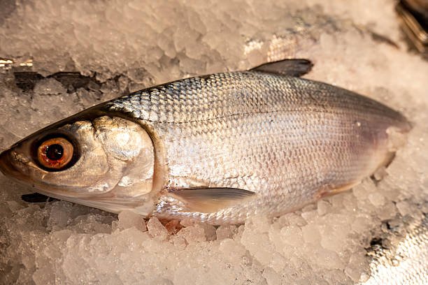 Fresh Milkfish fillet with white, flaky flesh displayed on a plate, ready for cooking.