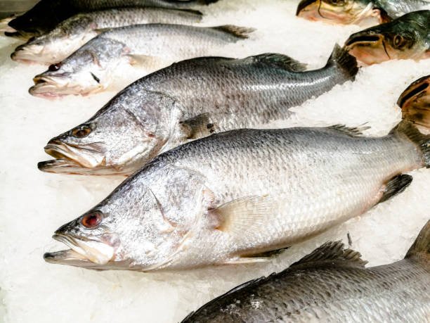 Fresh barramundi fillet with white, tender flesh displayed on a cutting board, ready for cooking.