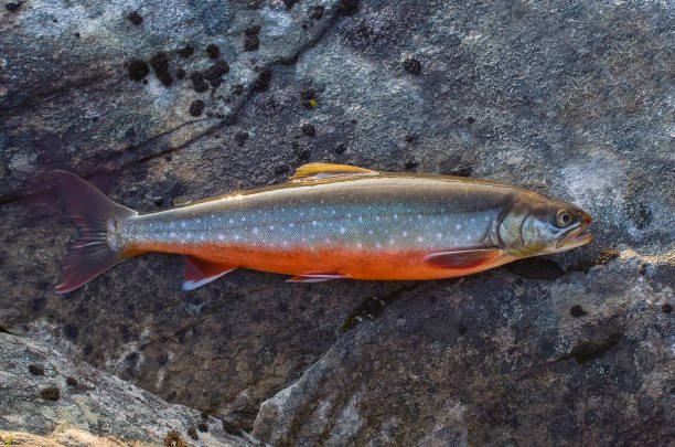 Fresh Arctic Char fillet with white, flaky flesh displayed on a cutting board, ready for cooking.
